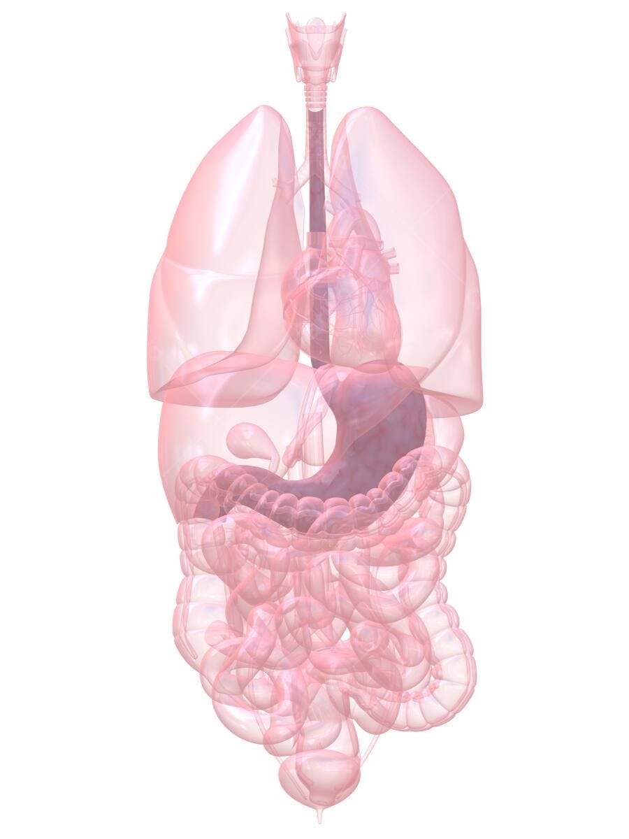 Sistema Digestório Humano Ilustração Médica