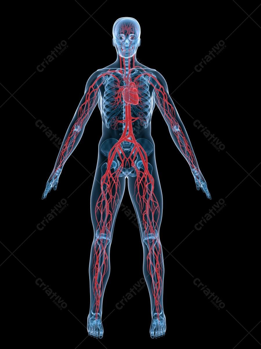 Sistema Circulatório Humano Detalhado