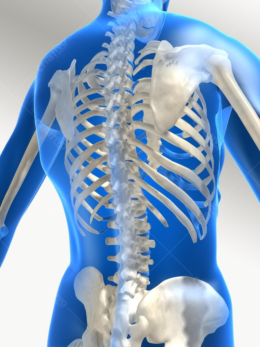 Coluna Vertebral Humana Vista Posterior