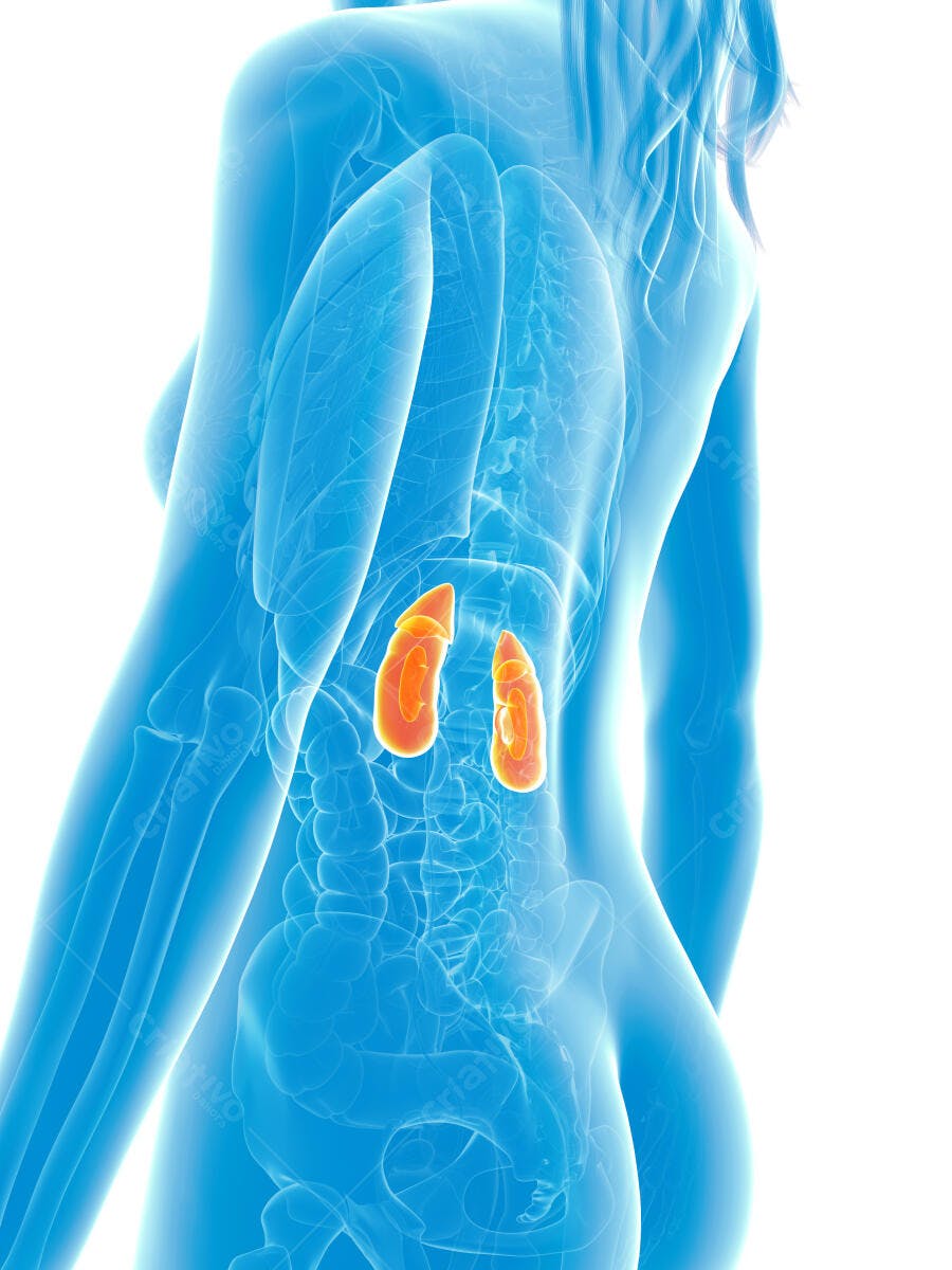 Rins humanos em corpo feminino