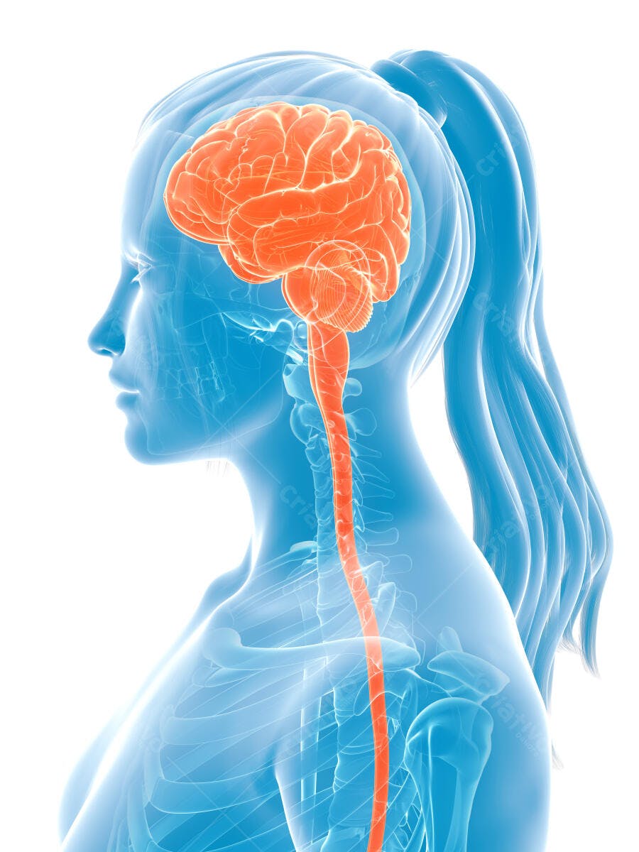 Cérebro feminino anatomia médica
