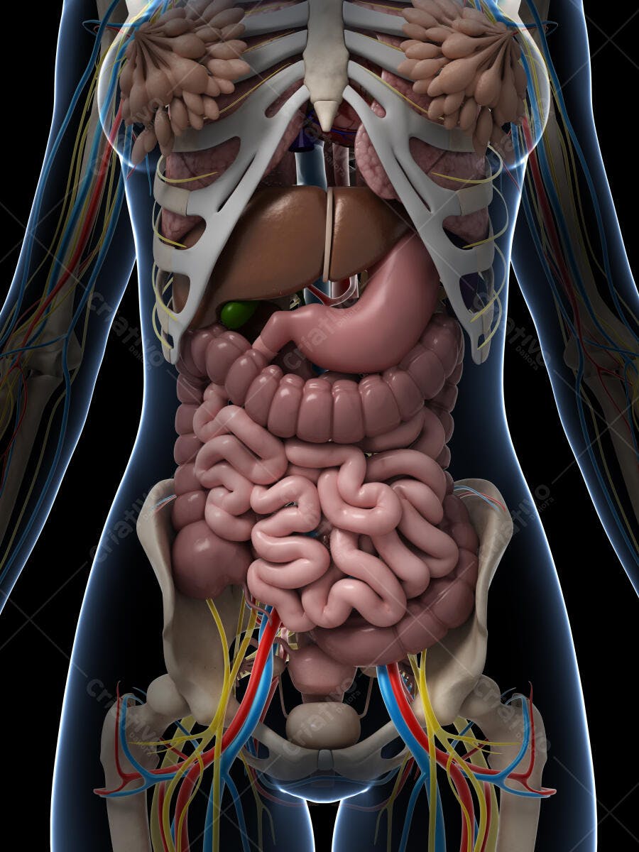 Anatomia feminina órgãos internos