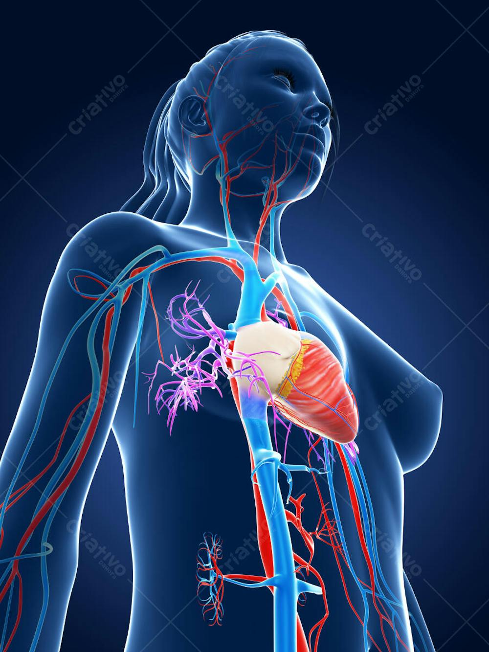 Anatomia 3D (13)