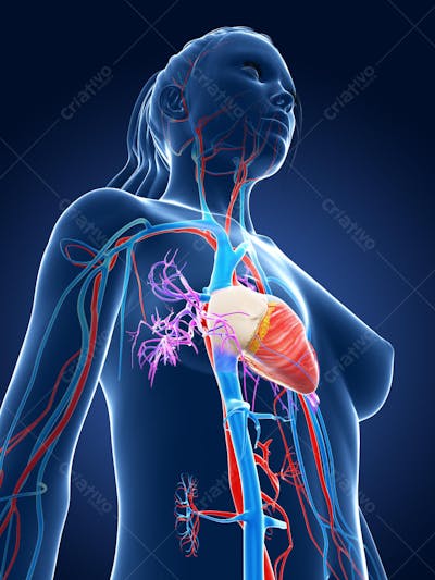 Anatomia 3D (13)