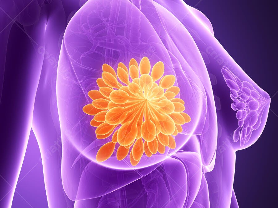 Anatomia da Mama Feminina Lóbulos