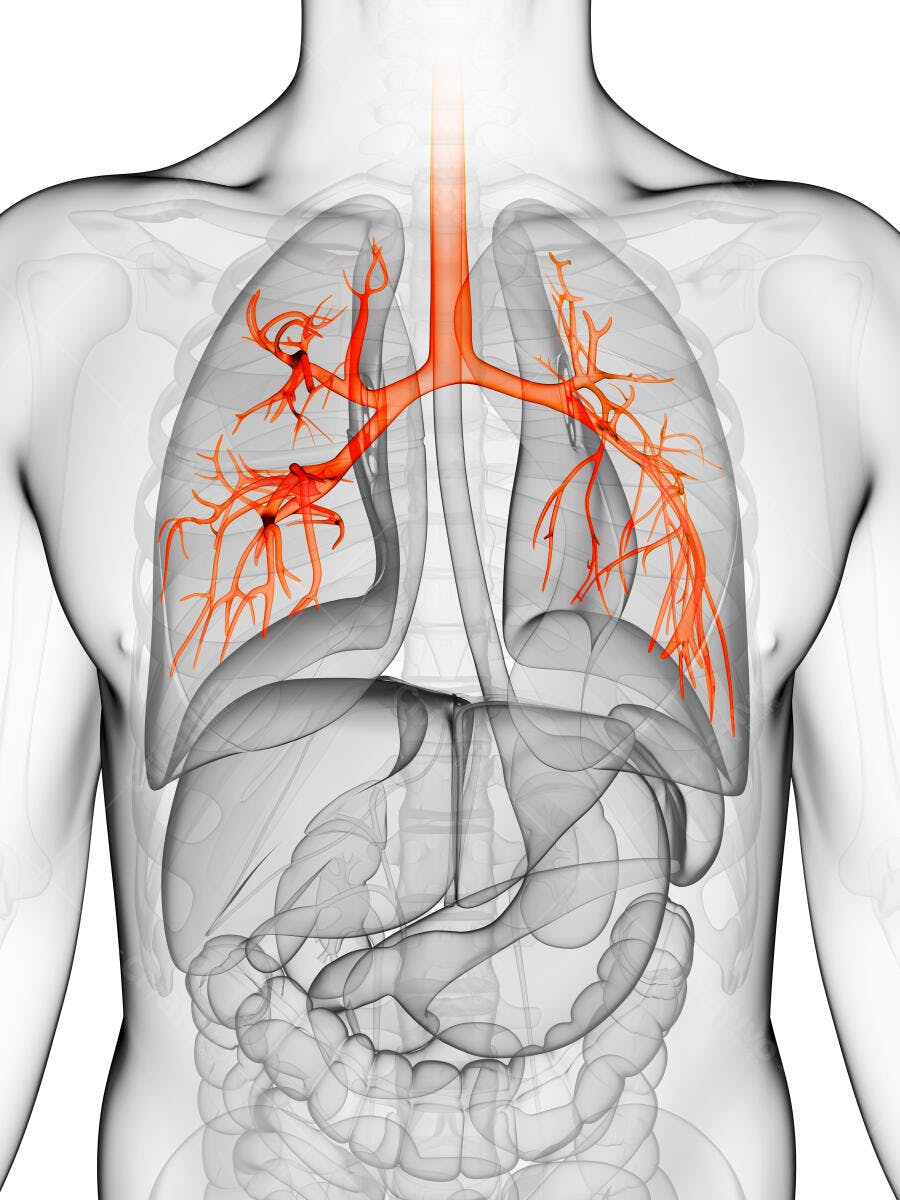 Sistema Respiratório Humano Pulmões Artérias