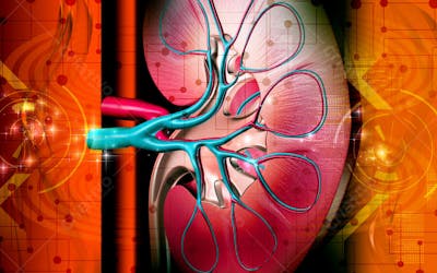 Anatomia 3D (23)