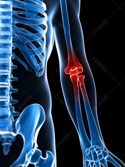 Anatomia 3D (22)