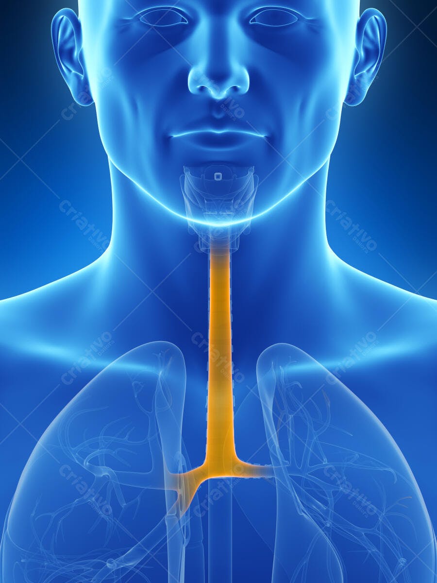 Esôfago Humano Anatomia 3D