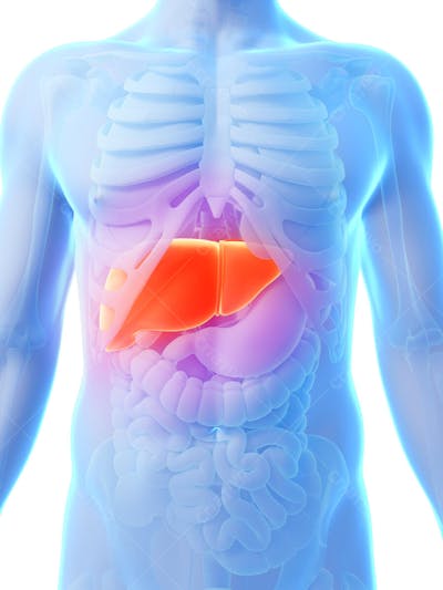 Anatomia 3D (27)