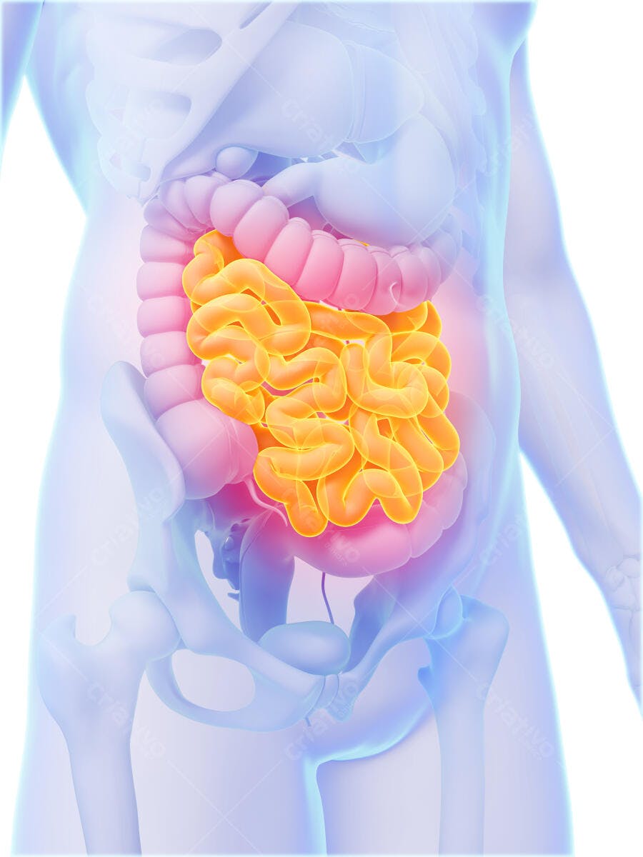 Intestino Delgado Humano Anatomia 3D