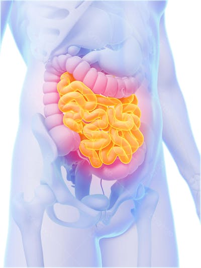 Anatomia 3D (29)