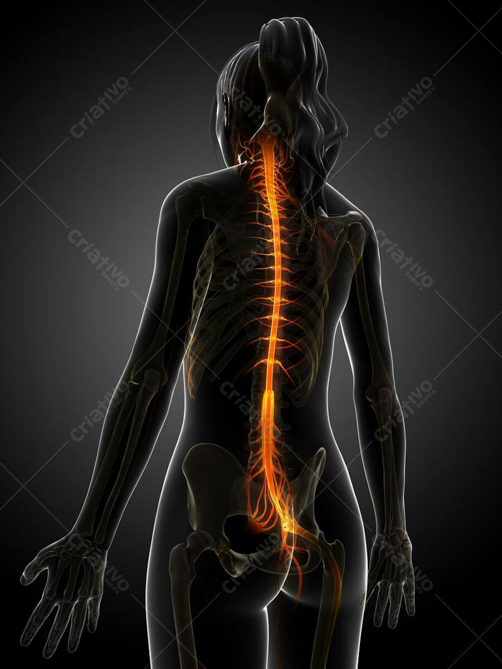 Anatomia 3D (28)