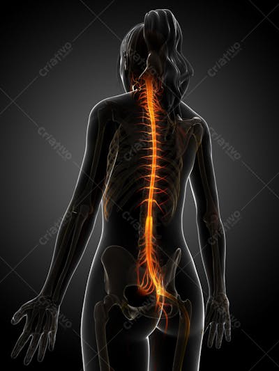 Anatomia 3D (28)
