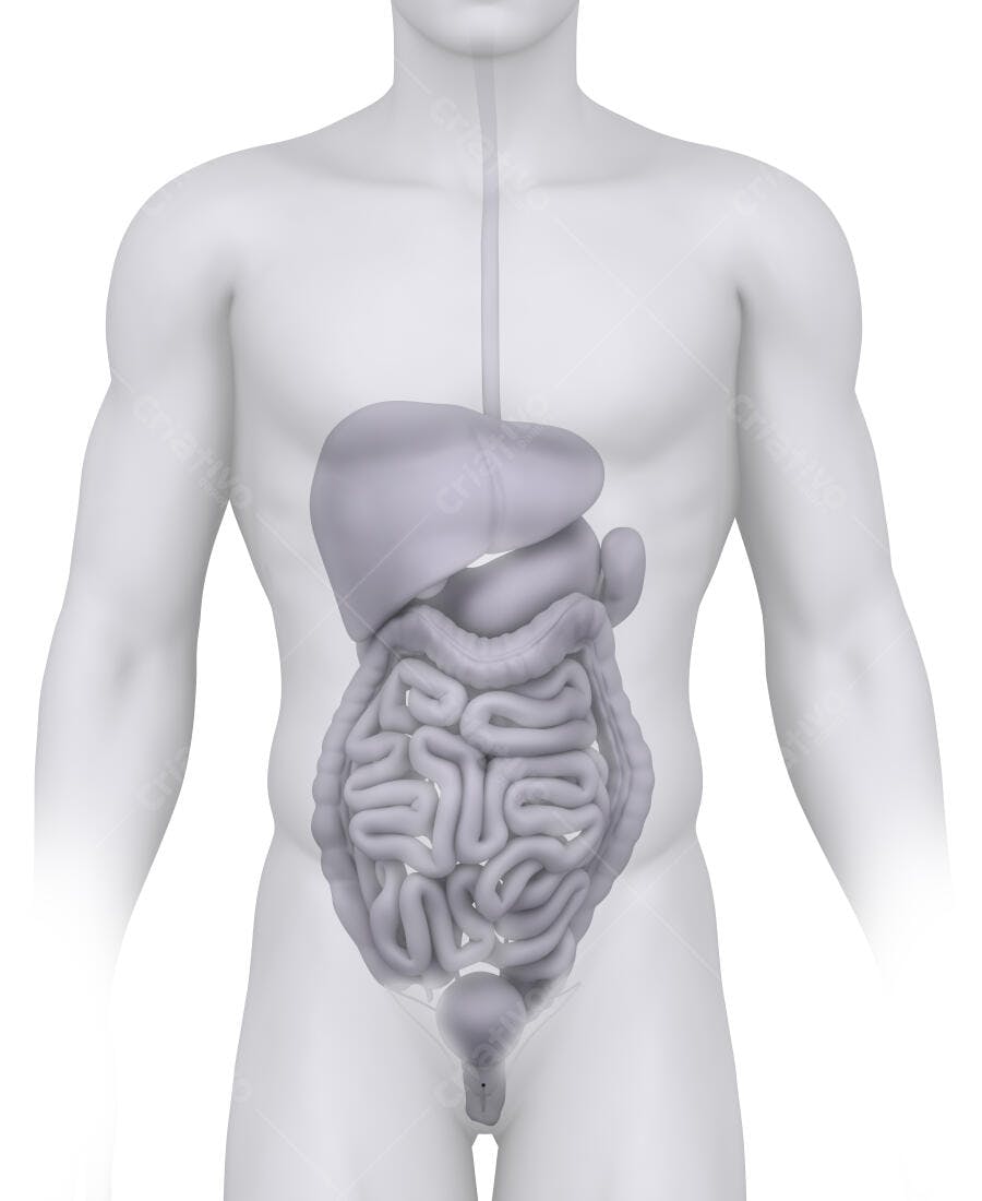 Sistema Digestivo Humano Ilustração 3D