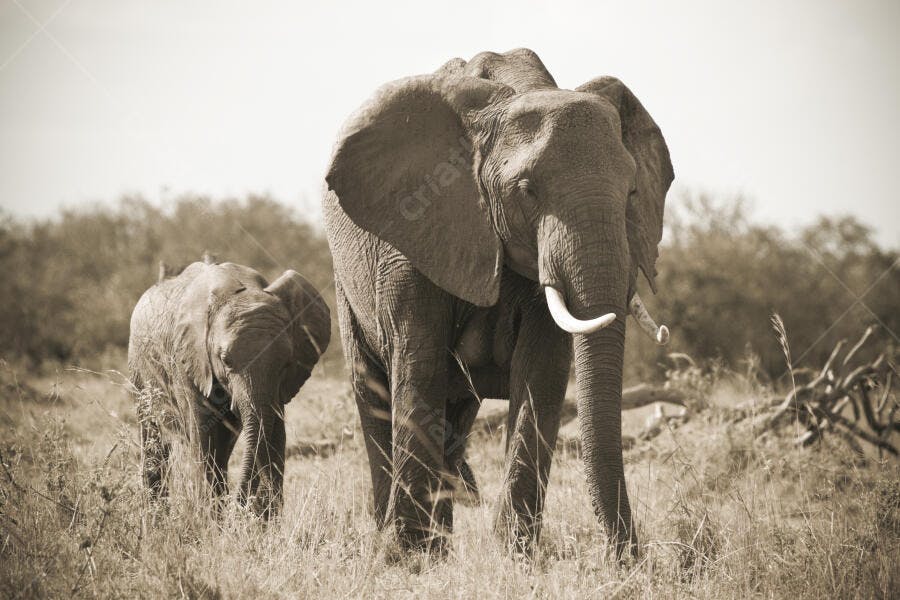 Elefantes na savana africana em tons sépia