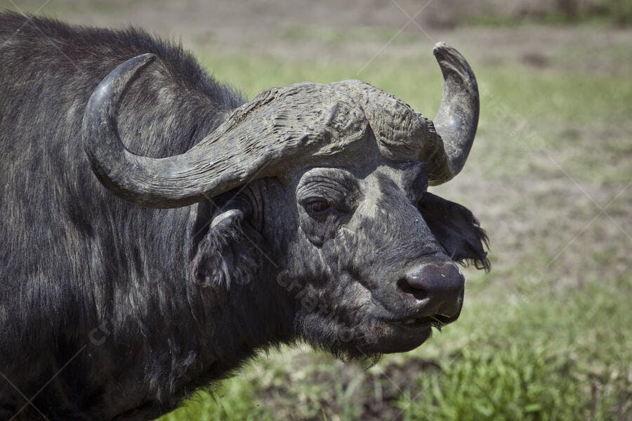 Búfalo Africano na Savana
