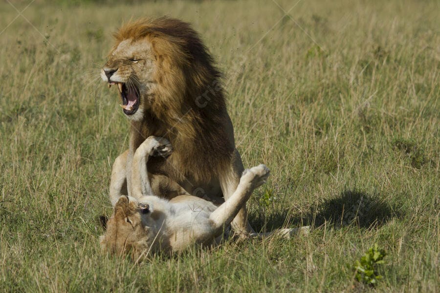Leões brincando na savana africana