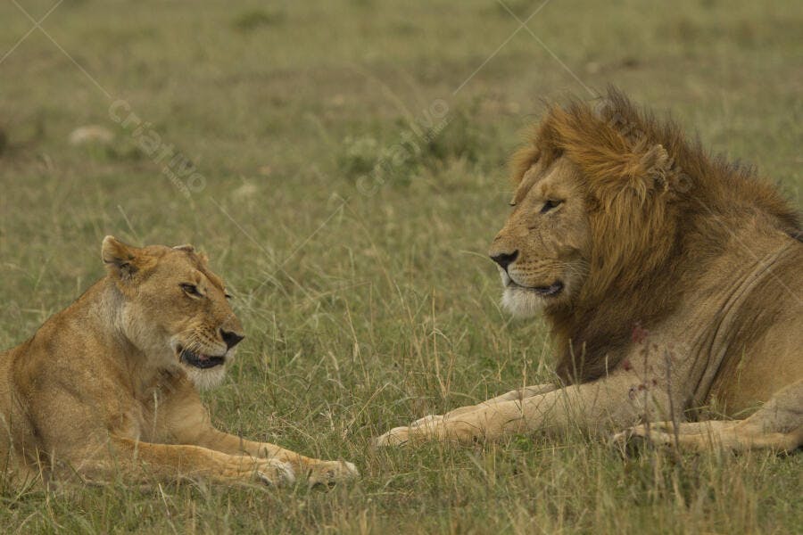 Leão e Leoa na Savana Africana