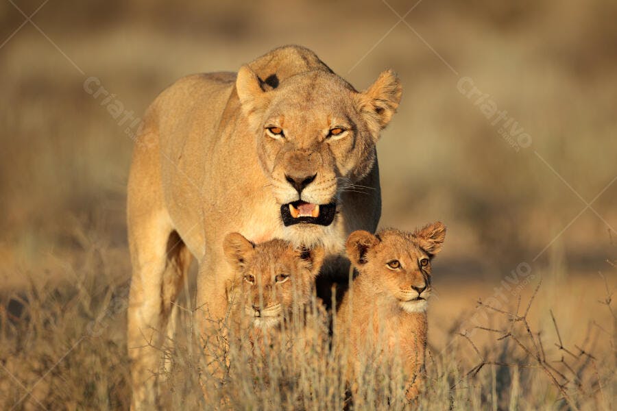Leaoa com filhotes na savana africana