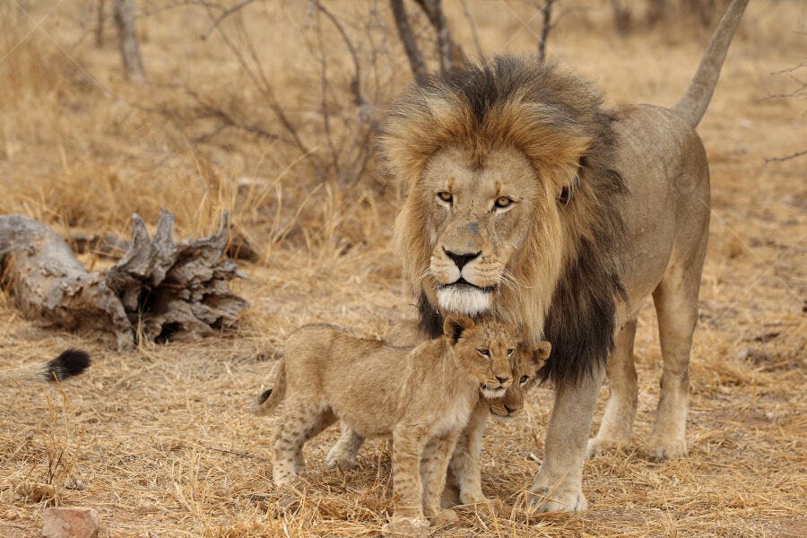 Leão com filhotes na savana africana