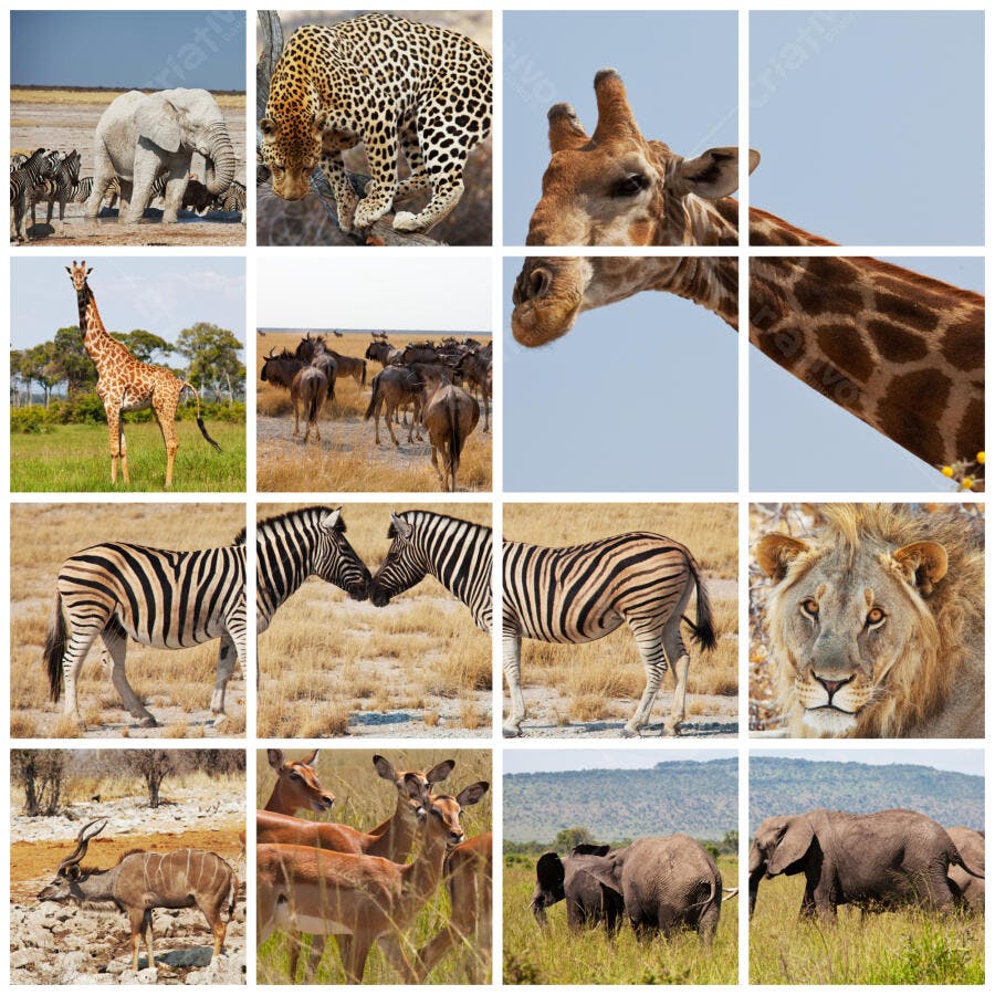 Animais selvagens da África em colagem
