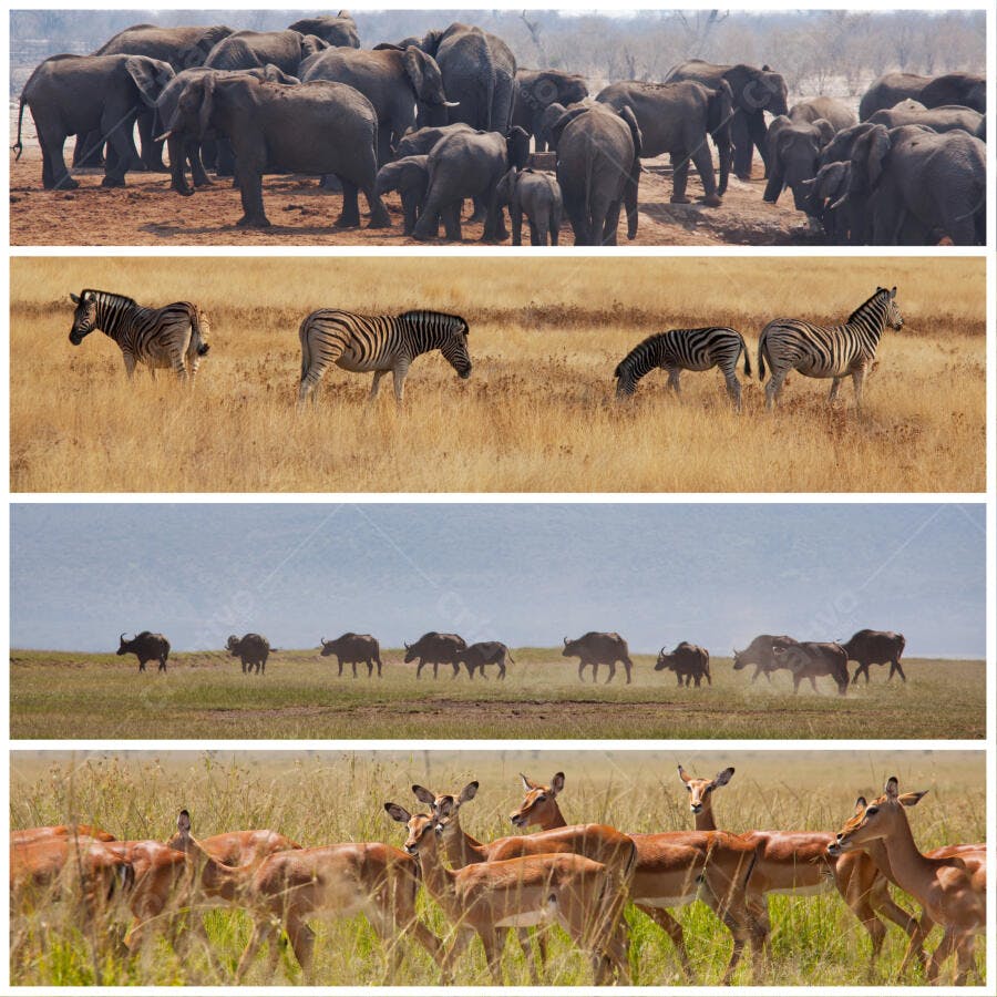 Animais Africanos na Savana