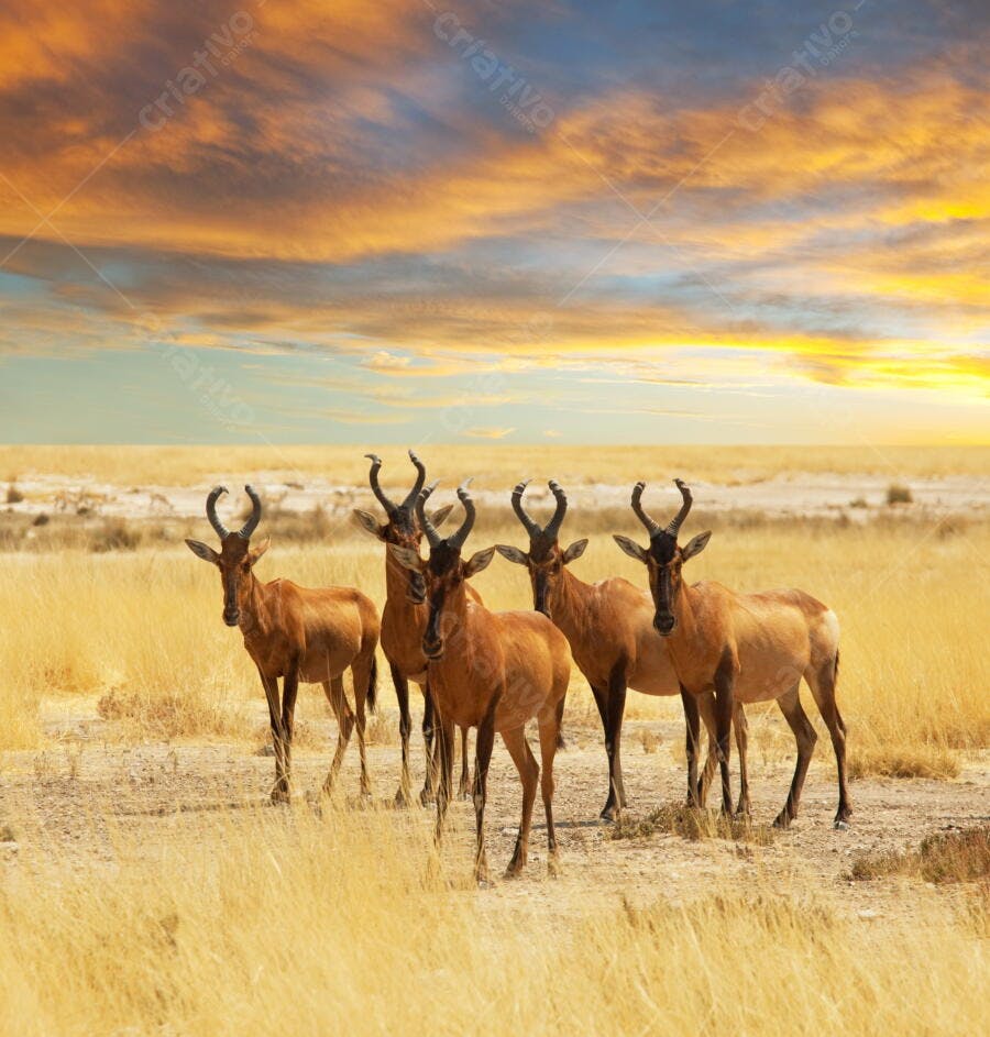 Hartebeests no Pôr do Sol Africano