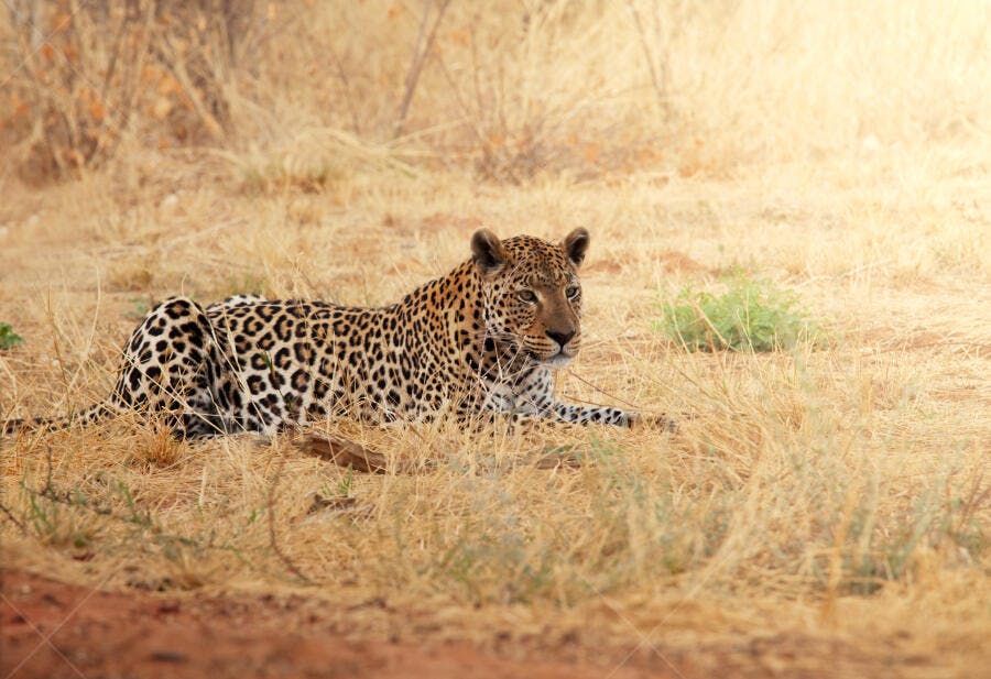 Leopardo descansando na savana africana