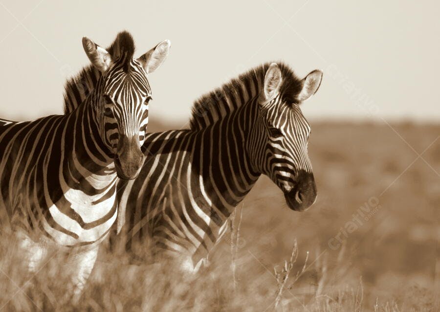 Duas zebras na savana africana