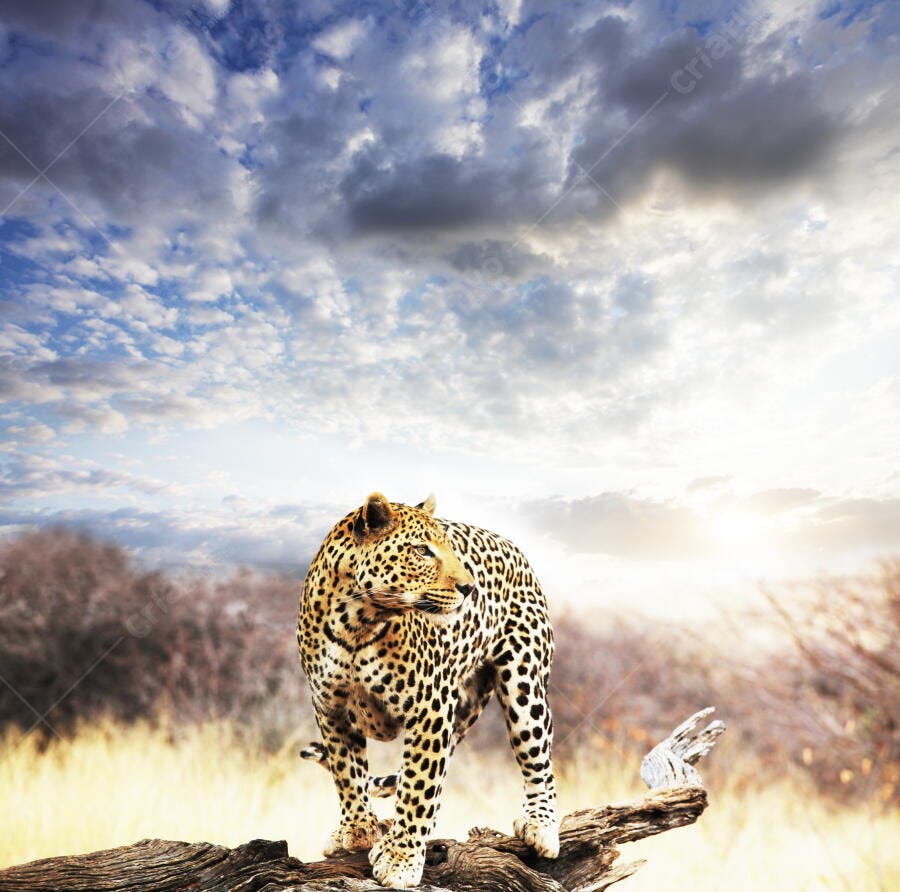 Leopardo na savana africana ao entardecer