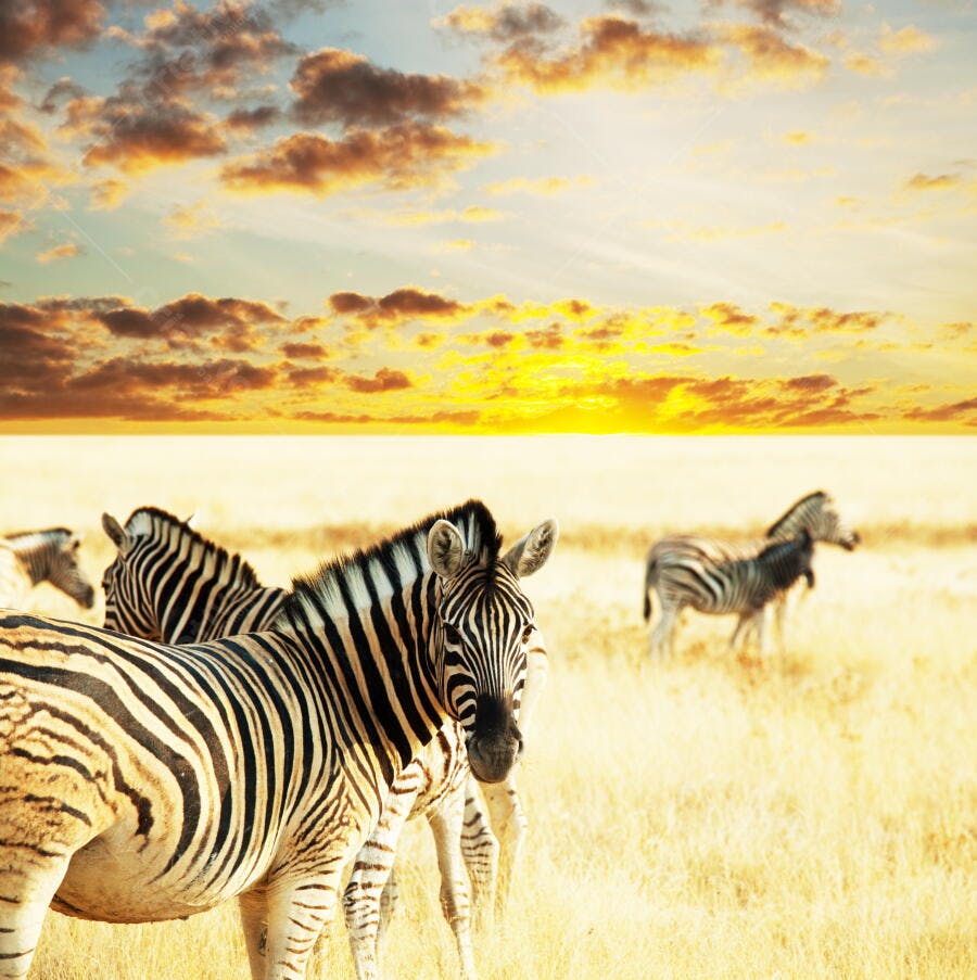 Zebras na Savana ao Pôr do Sol