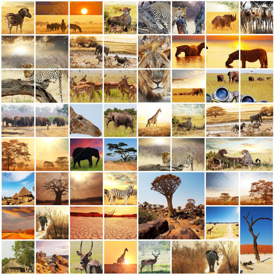 Safari Africano animais selvagens paisagens