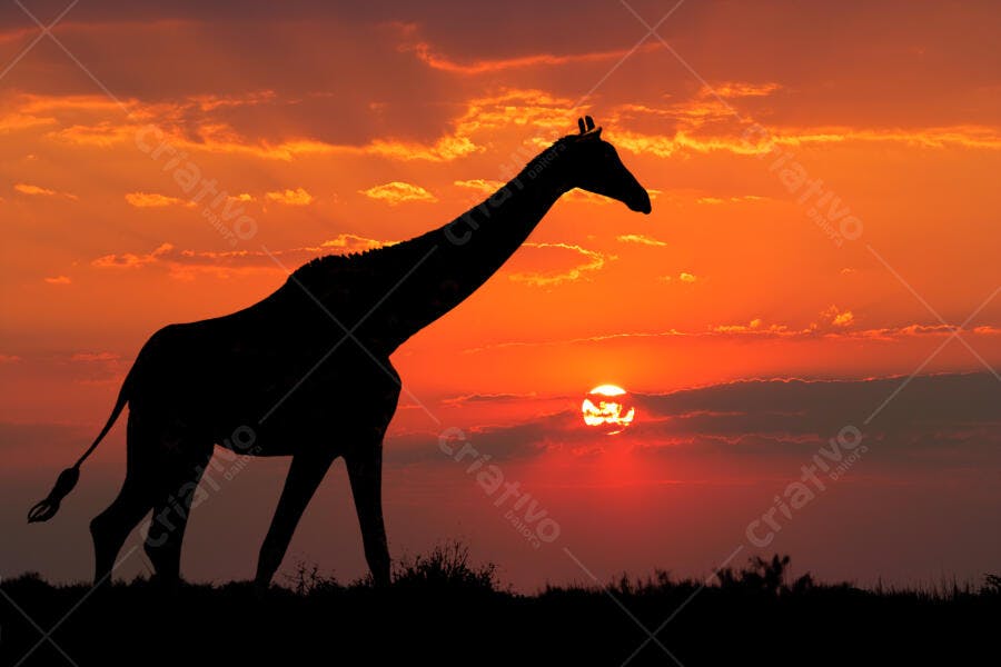 Silhueta de Girafa no Pôr do Sol Africano