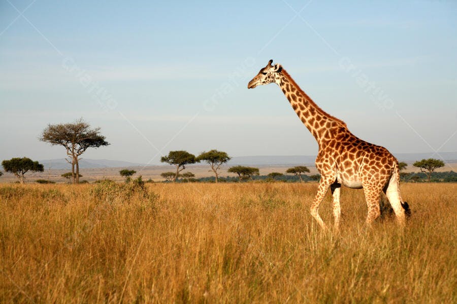 Girafa na savana africana dia ensolarado