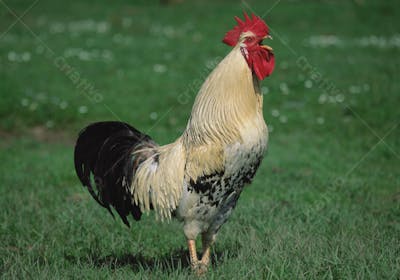 Animais da Fazenda (26)