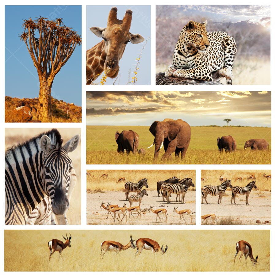 Safari Africano Animais Selvagens