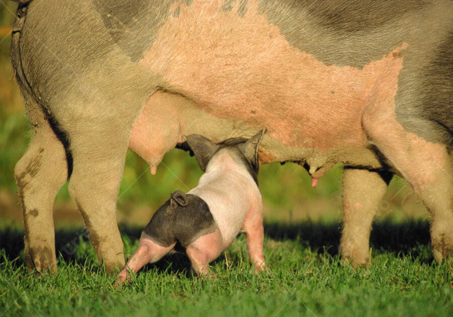 Leitão mamando em porca na fazenda