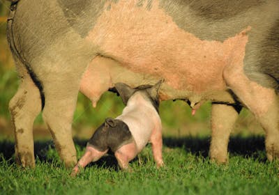 Animais da Fazenda (25)