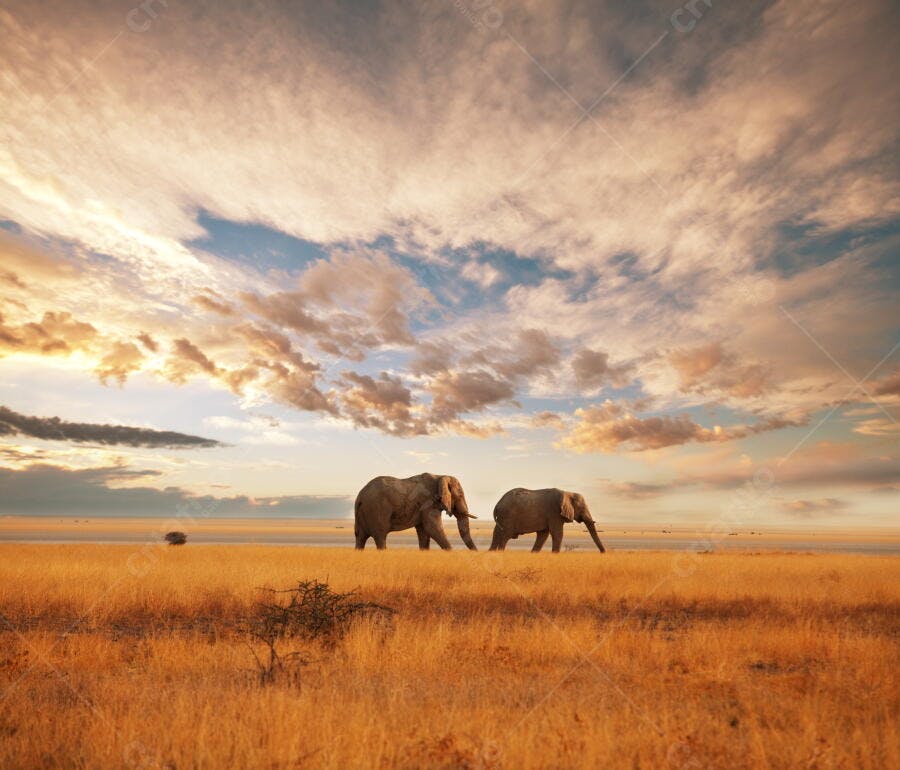 Elefantes na savana africana ao entardecer