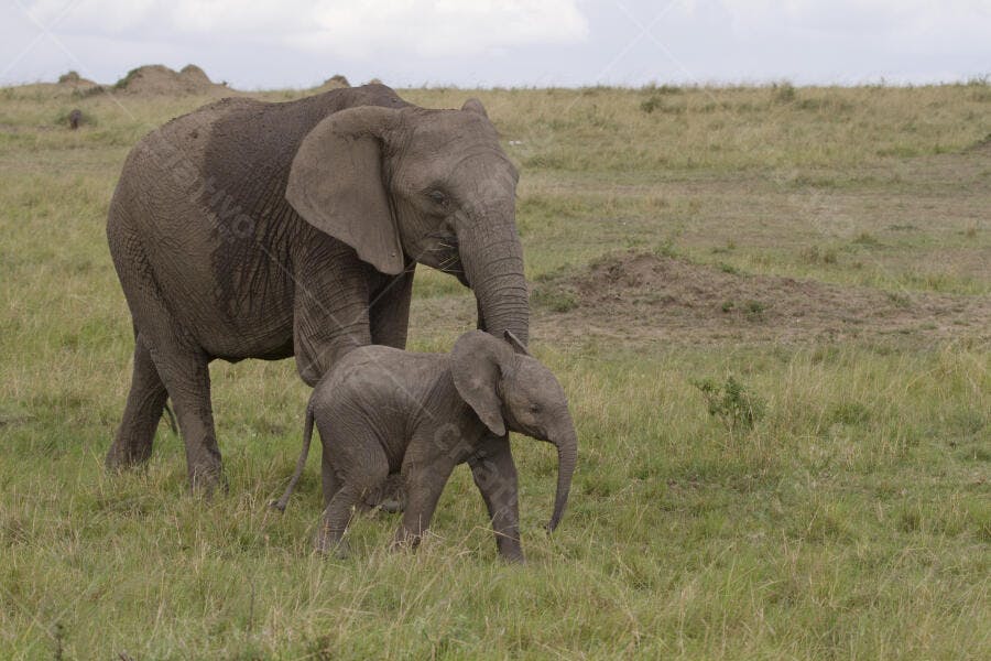 Elefantinha e mãe na savana africana