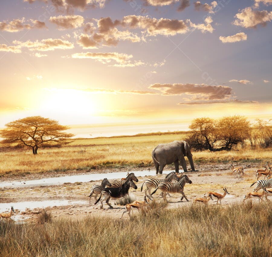 Elefante e zebras na savana africana ao pôr do sol