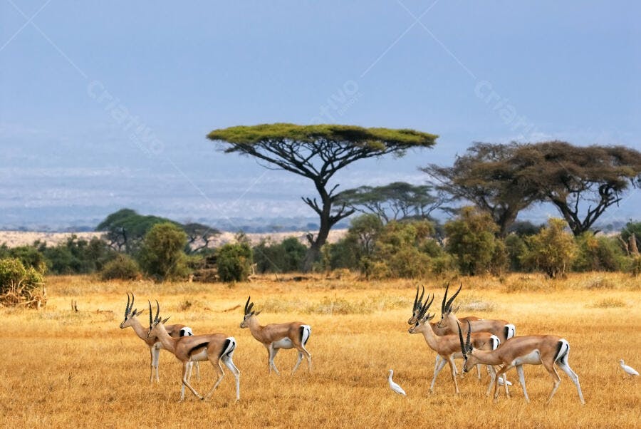 Gazelas na Savana Africana