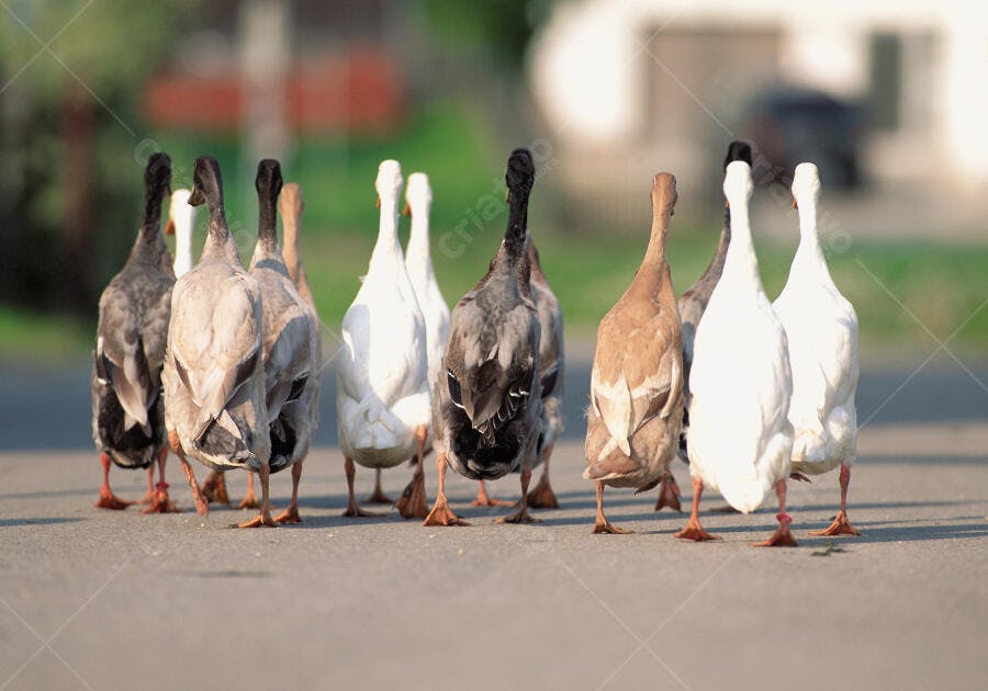 Patos caminhando na rua em fila