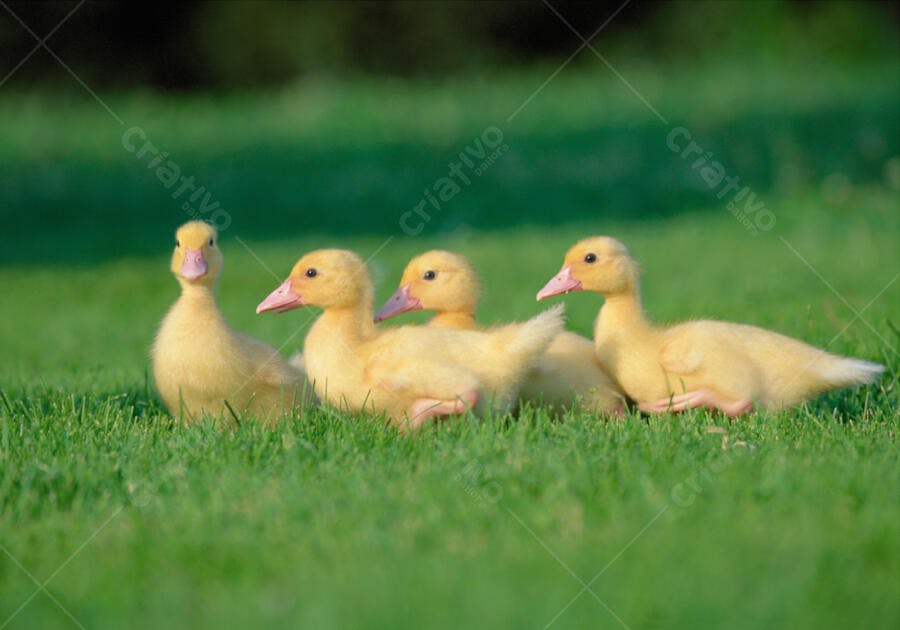 Patinhos amarelos em grama verde