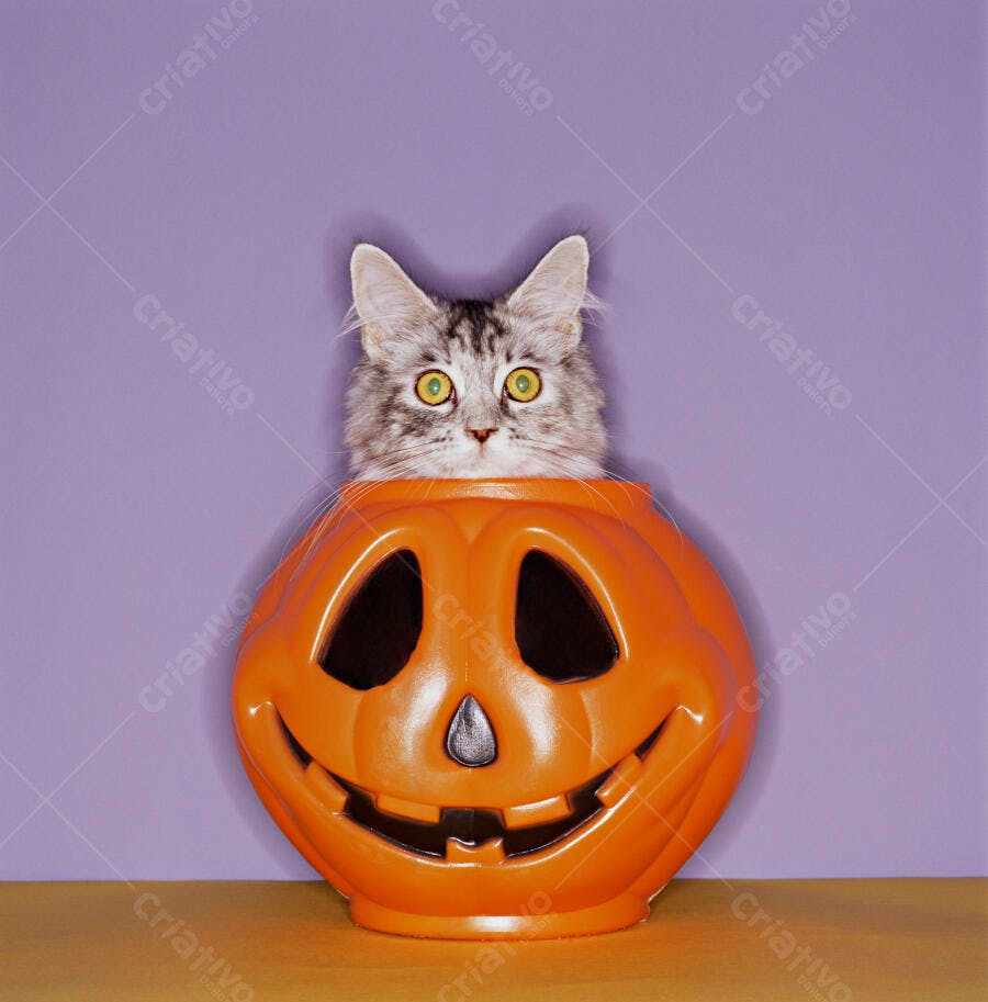 Gatinho Maine Coon em abóbora de Halloween
