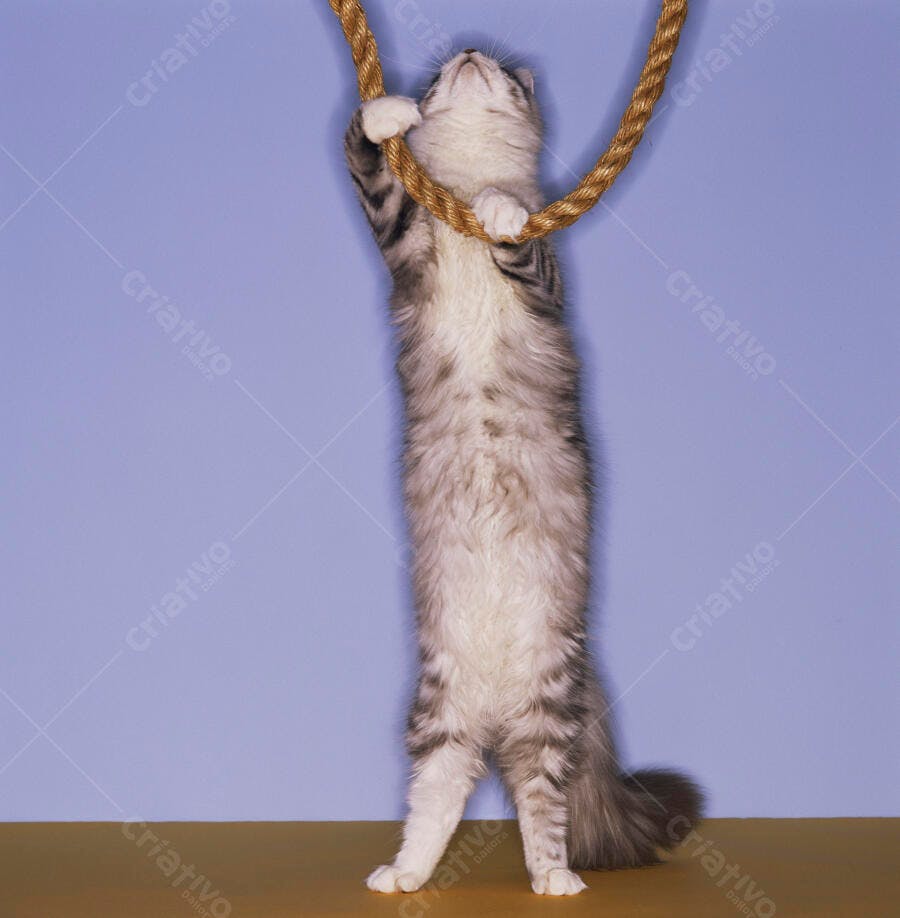 Gato brincando com corda fundo azul