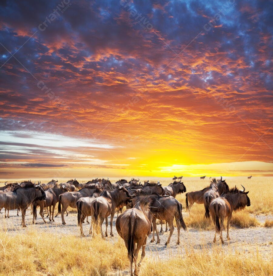 Gnus na Savana Africana ao Pôr do Sol