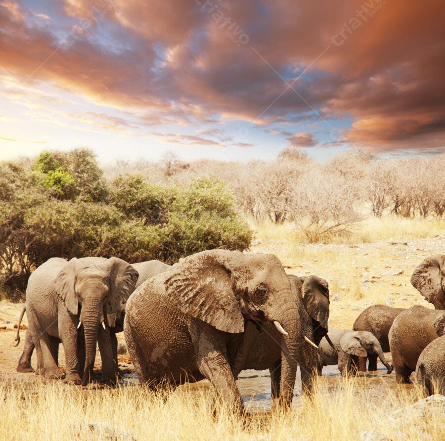 Elefantes bebendo água no pôr do sol africano