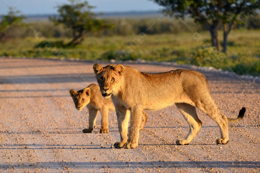 Leoa e filhote na savana africana ao amanhecer
